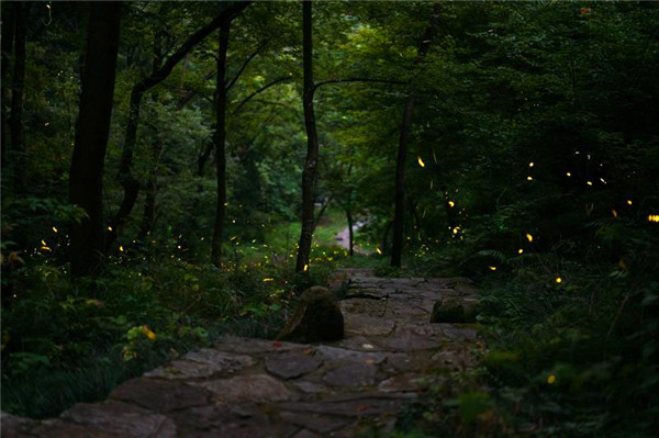 由于这里森林密布,自然生态优越,每年夏夜,都会有成千上万只萤火虫在
